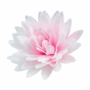 Ülisuur roosa vahvlist aster, 12,5 cm